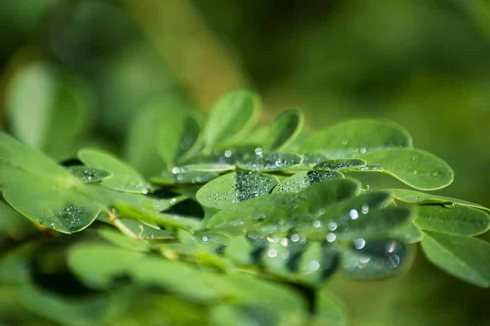 Moringa Leaves 1 | Natpurity - Moringa Health Supplements & Skincare Malaysia