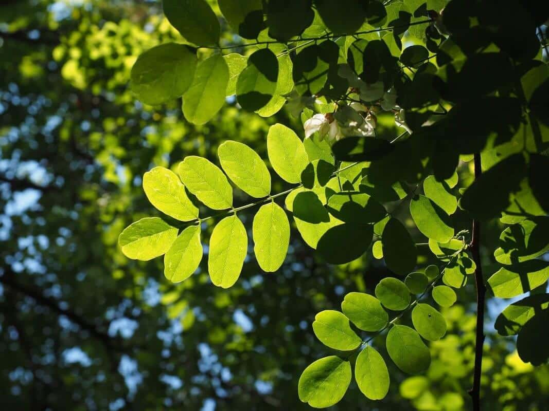 Uses of Moringa Parts 1 | Natpurity - Moringa Health Supplements & Skincare Malaysia