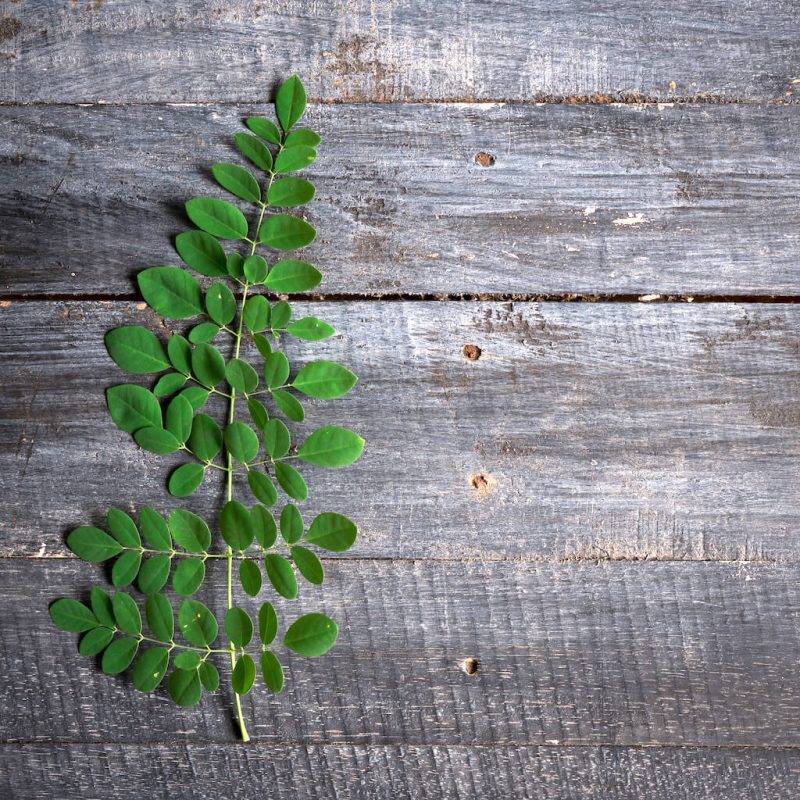 Moringa Oleifera