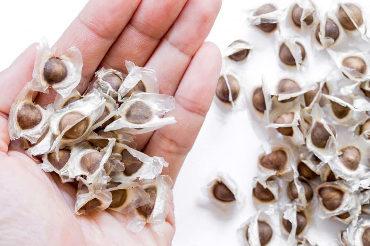 Moringa Seed Benefit 1 | Natpurity - Moringa Health Supplements & Skincare Malaysia