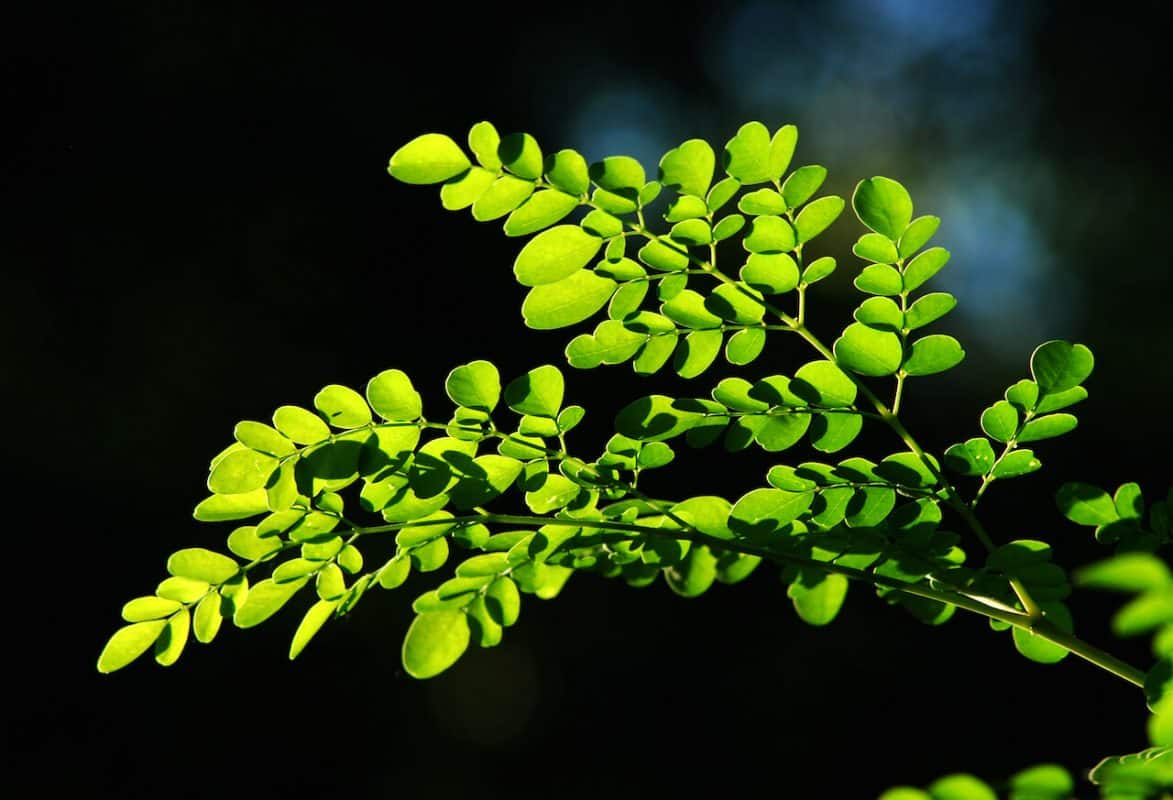 Uses of Moringa Parts 5 | Natpurity - Moringa Health Supplements & Skincare Malaysia