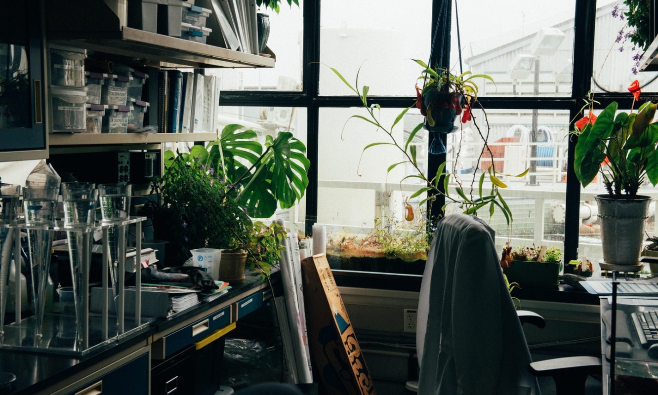 Become Our Dropship Distributor 1 | Natpurity - Moringa Health Supplements & Skincare Malaysia