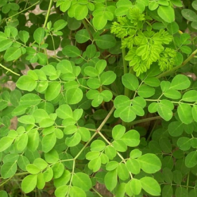 Benefits of Moringa